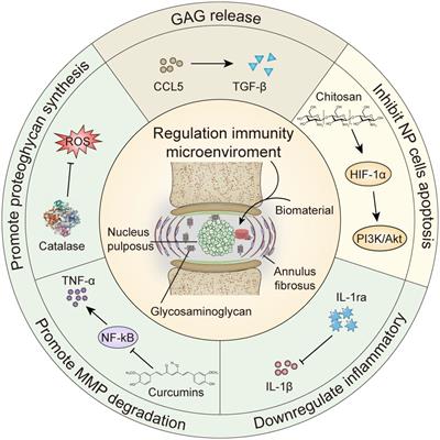 Biomaterials delivery strategies to repair degenerated intervertebral discs by regulating the inflammatory microenvironment